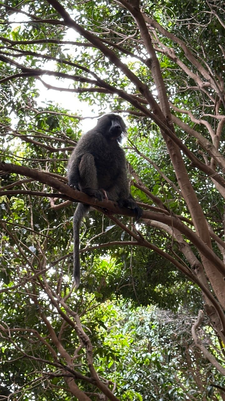 Wildlife around Arba Minch
