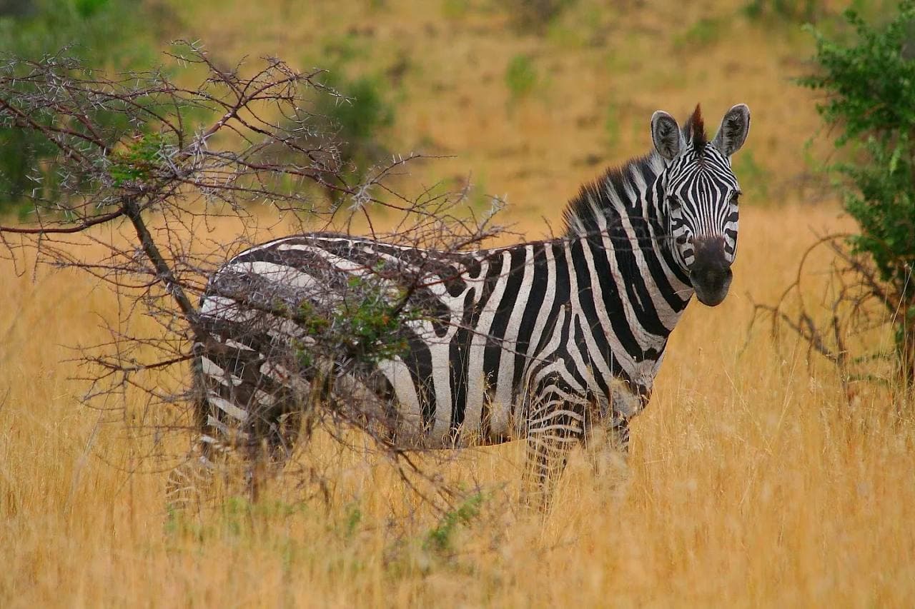 Zebra in Nech Sar National Park near Arba Minch